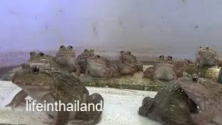 Frog Farm Chronicles - Update 8, Frog fights and swirl filter cleaning.