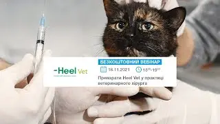 Препарати Heel Vet в практиці ветеринарного хірурга