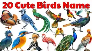20 Cute Birds for Kids | Bird Names in English with Sounds & Pictures