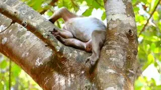Not Pregnant Monkey Is My Idol Sweet Pea | Too Funny Sweet Pea On The Tree