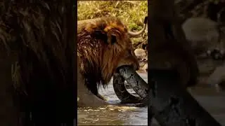 &ldquo;The lion did not forgive the python that attacked its cub.&rdquo;  #wildlife #animals #lion #snake