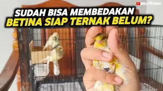 CIRI KENARI BETINA SIAP TERNAK‼️INI CARA MEMBEDAKANNYA