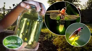 Hunting Night Insects | Catch Beautiful Fireflies | ASMR Relaxing Sound Of Nature | @besideus
