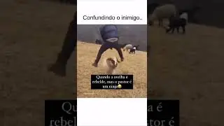 Picuda na cara do c&atilde;o 🤣🤣🤣
