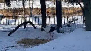 Storks Performing Mating Ritual