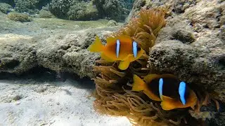 Snorkeling in Bayadah