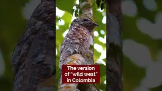Casanare wildlife in COLOMBIA!