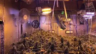 Gelato Run Weekly Update: Final weeks of flowering for