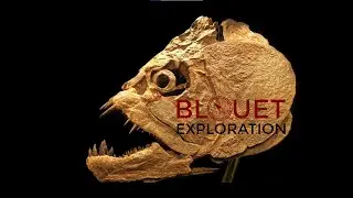 Blouet Exploration -  Atelier Préparation de Fossiles - https://blouetexploration.com