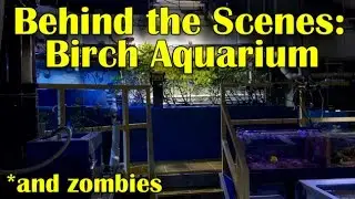 Behind The Scenes at Birch Aquarium