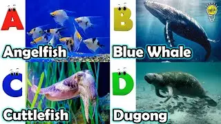 ABC phonics animals | ABC Sea Animals song | English and Animals for Kids #angelfishs