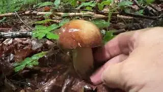 “Nebbia fitta, vino paesano e funghi leggendari: guarda cosa è successo 😳🍄” Che funghi!