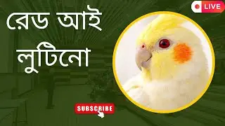 🔴 Live : Red Eye Lutino Cockatiel Live 🐥 | Rare & Beautiful Pet Bird | 24/7 Live