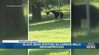Black bear spotted in Carrier Mills neighborhood