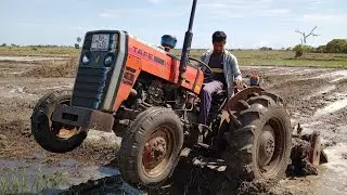 TAFE 45di tractor full power stunt 🚜🥰🥰😍