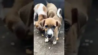 #pets #dog #streetdog
