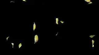 Flower petals overlay 4K black screen effect
