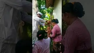 #localwisdom #localculture #localtradition #ceremony #tradition #culture #ceremony