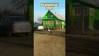 109 - По дороге на #коп #коп2022 #equinox800 #animals #аист #птица #коп2022 #клад #деревня #тверьх