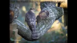 Photography! Birds of prey, Woodpeckers and other birds in Yorkshire Wildlife Hides, January 2026