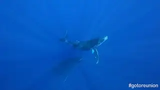 Le chant des baleines - &icirc;le de La R&eacute;union