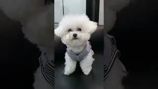 Adorable Puppy Style &ndash; Dog Wearing a Blue Overall Jumpsuit & Looking Charming #dogfashion #pupstyle