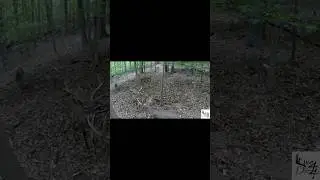 Up-Close Whitetail GoPro Clips #wildlife #deer #bucks #bigbucks #hunting #deerhunting #deer #nature