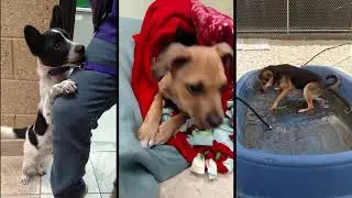 About the Humane Society of Jefferson County