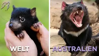 Die brutalsten Tiere in Australien!
