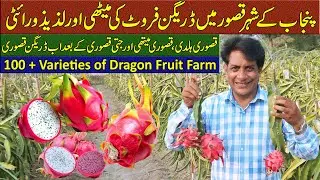 100+ Dragon Fruit Varieties in One Farm | Pakistan’s Exotic Fruit Success Story