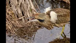 American Bittern Display Call
