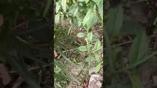 Couple Trip hunting Paragis herbal grass