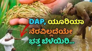 ಡಿಎಪಿ, ಯೂರಿಯಾ ರಾಸಾಯನಿಕ ಗೊಬ್ಬರಗಳನ್ನು ಬಳಸದೆ ಭರ್ಜರಿ ಭತ್ತ ಬೆಳೆಯಿರಿ | Paddy farming in organic #2023