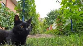 Relaxing Cat Video 66