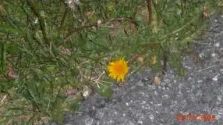 Nature Picture Video ~ July 11th 2009~Chathamboy12