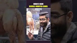 India&rsquo;s Rare Double Humped Camel