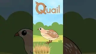 A to Z English Animals alphabet letters,  letter Q is for Quail,  animal facts about Quails