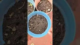 Siembra de cannabis