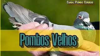 Pombos Velhos