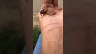 Cicadas! Brood X is emerging