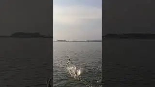 Ain&rsquo;t Nothin&rsquo; but a Houndfish&hellip;|#fishing #fish #ocean