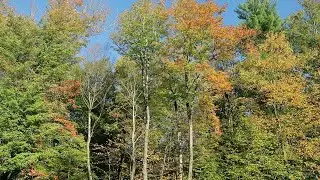 Nature To Fall Asleep To -- Autumn Wind - Upstate, NY