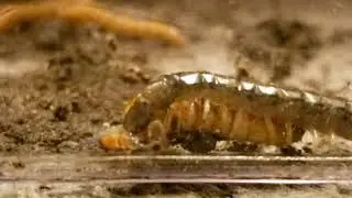 Mephistopheles the Eastern Bark Centipede (Hemiscolopendra marginata) eating his first mealworm