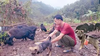 It was raining, so the man stayed home to take care of his pigs and chickens.