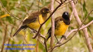 Couple Yellow-rumped Marshbird &ndash; Sounds of the Swamp (Pseudoleistes guirahuro)