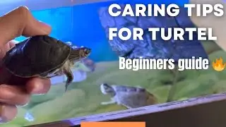 Caring tips for turtle🔥 beginners guide for turtel🔥🔥