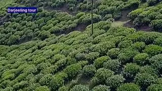 Darjeeling Tour | Best Tour Place In India | Tea Field | Tea 🍵 Garden 