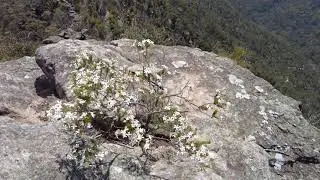 Nattai National Park. NSW, Australia. Buxton Plateau Walk