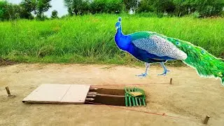 dangerous peacock trap | making from wood | in underground hole