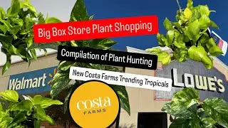 Подборка растений для покупок в магазинах Big Box Store. Новые фермы Costa. Популярные тропические растения. Марафон растений.